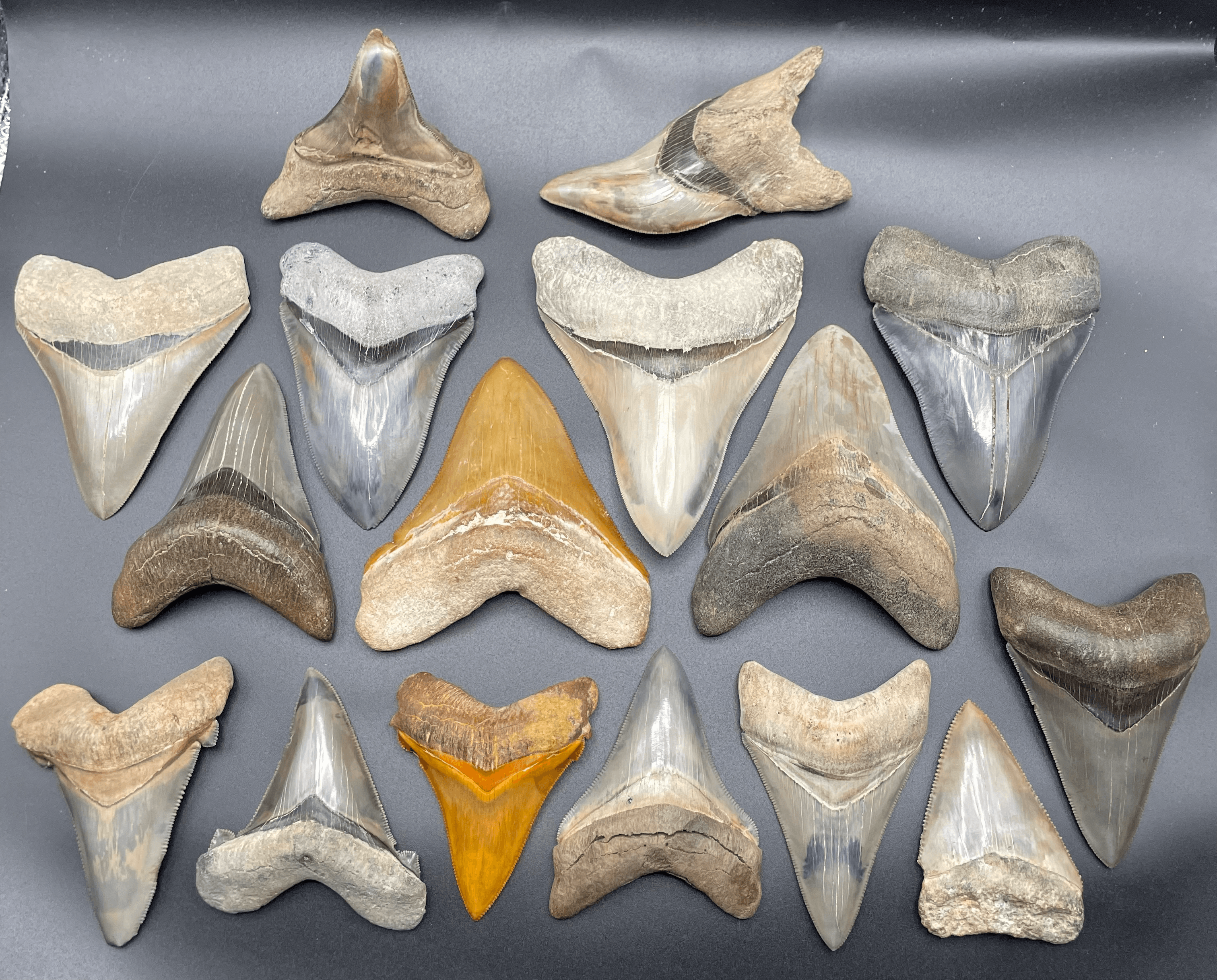 Mitch's Teeth Banner